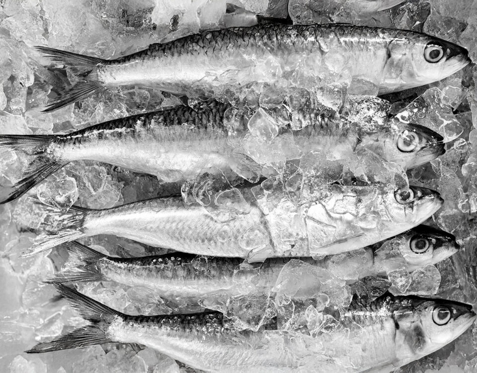 Close-up of canned sardines, highlighting their omega-3 content and cardiovascular health benefits.