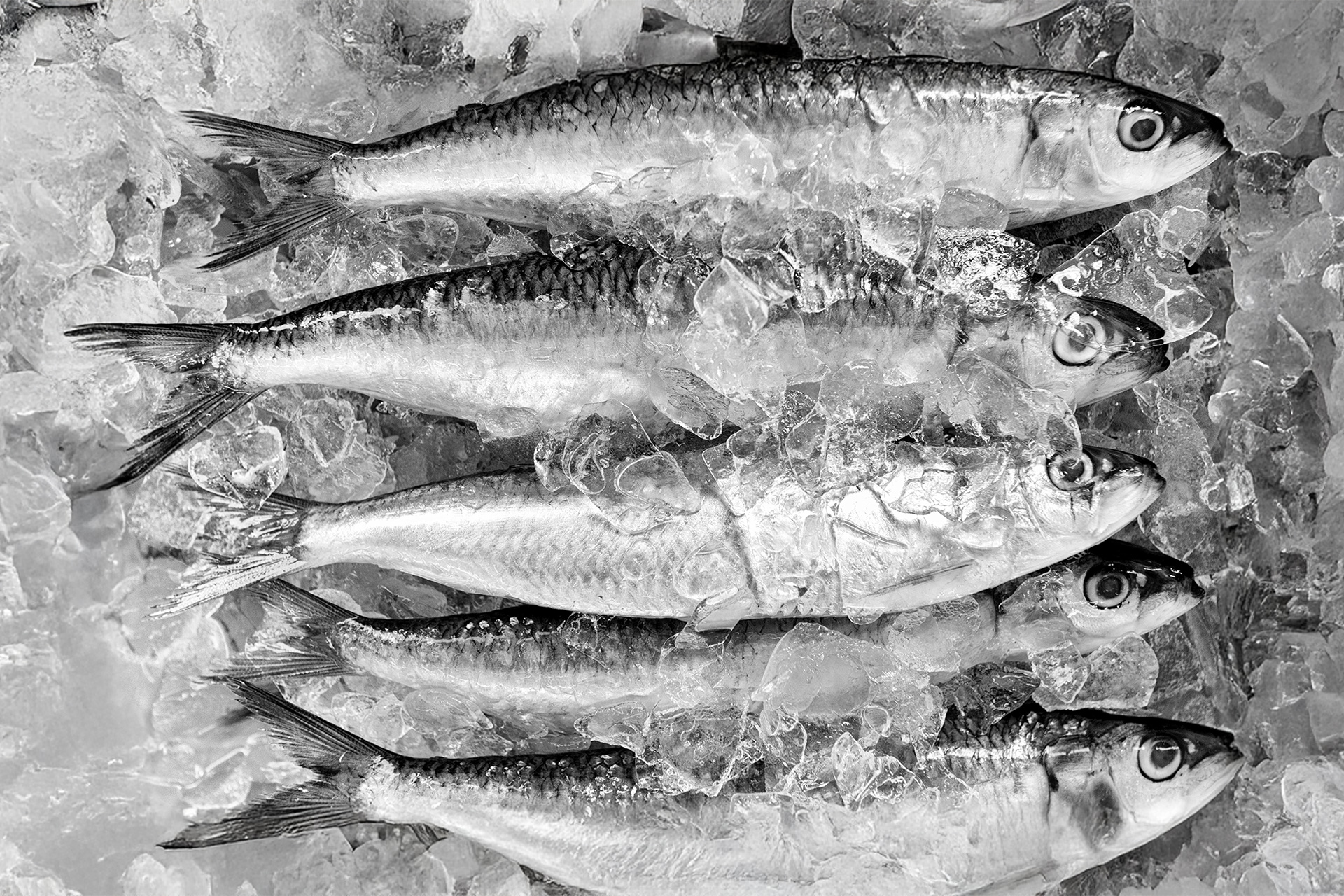 Close-up of canned sardines, highlighting their omega-3 content and cardiovascular health benefits.
