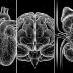 An illustration showing the impact of central blood pressure vs brachial on your heart, brain, and kidneys.