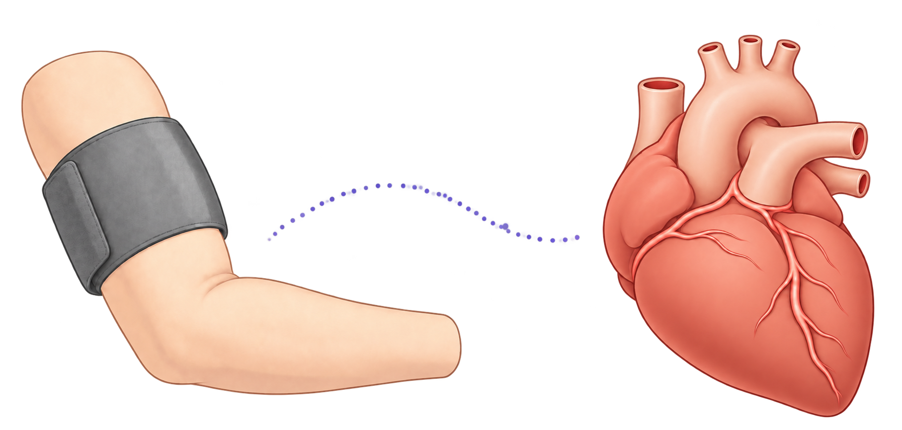 Conceptual side-by-side view of an upper-arm blood pressure cuff and a simplified anatomical heart